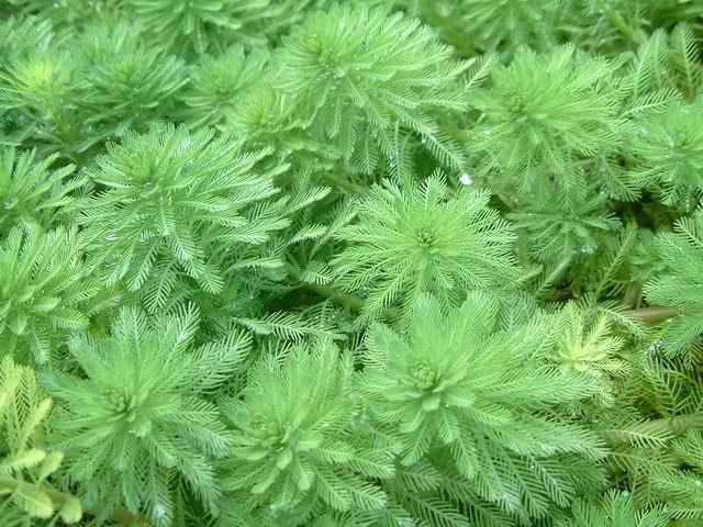 Myriophyllum aquaticum