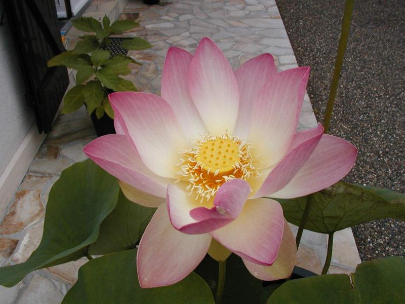 Nelumbo Nucifera (N.speciosum)