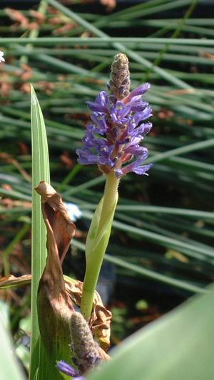 Pontederia cordata