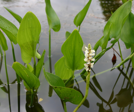 Pontederia cordata 