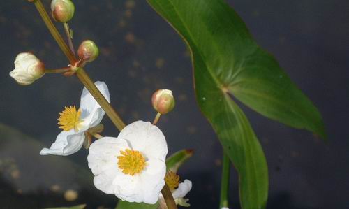 Sagittaria latifolia (japonica)