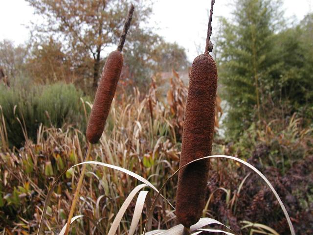 Typha angustifolia