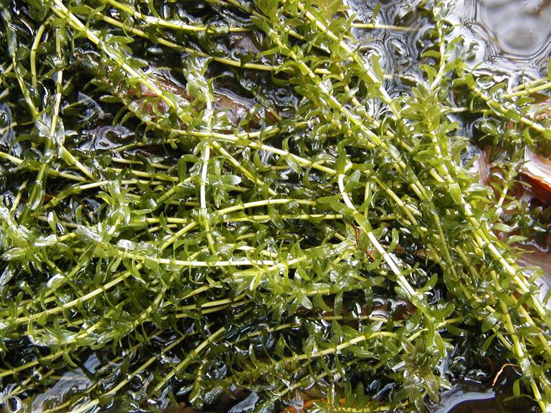 Elodea canadensis