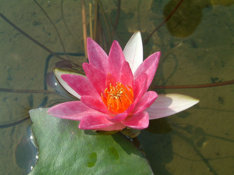 Nymphaea Pygmaea 