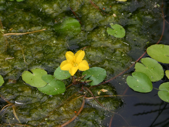 Nympho?des peltata