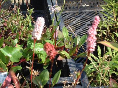 Polygonum amphibium