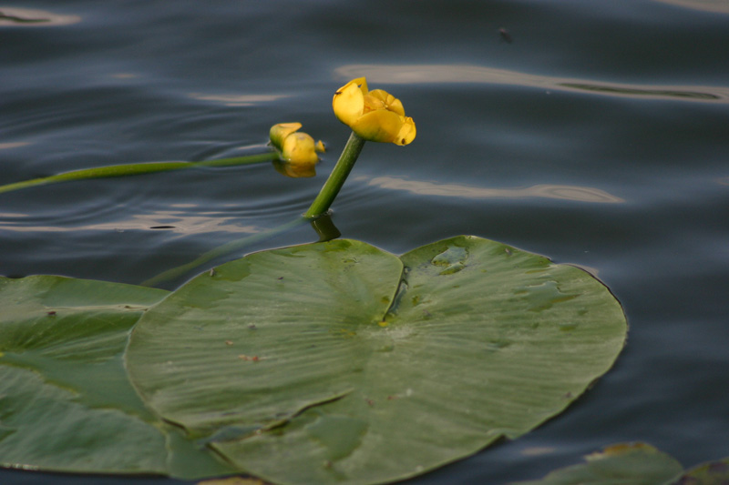 Nuphar lutea