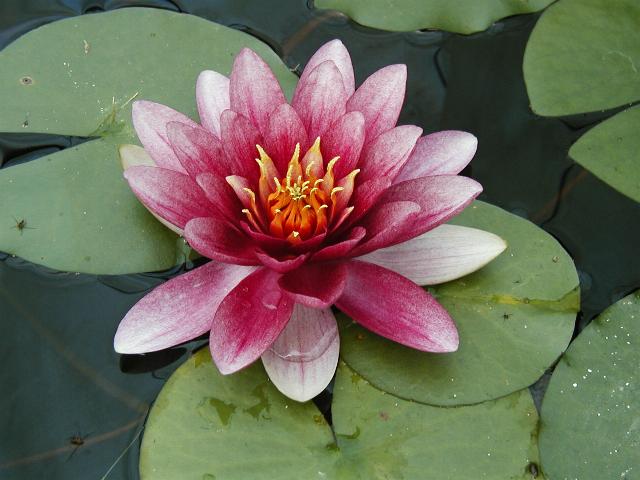 Nymphaea Attraction