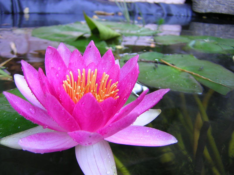 Nymphaea Charles de Meurville