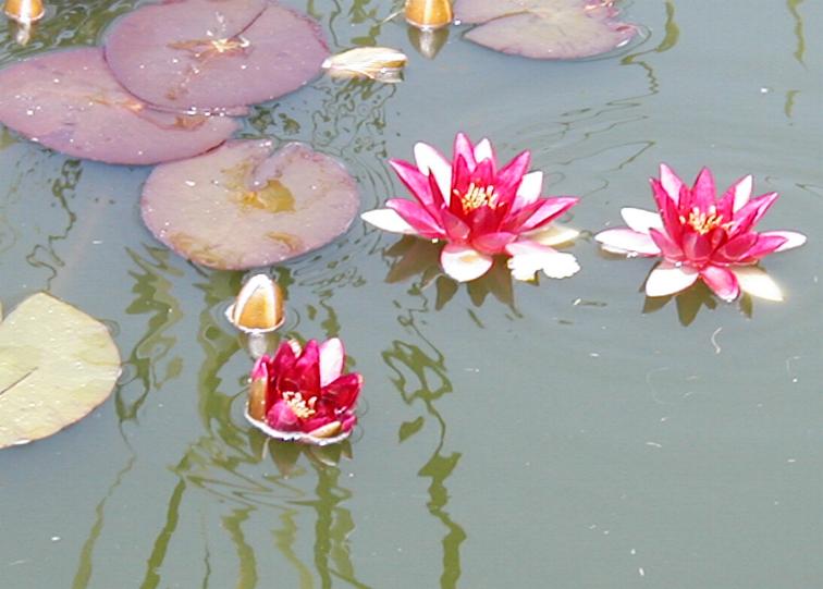 Nymphaea Ellisiana