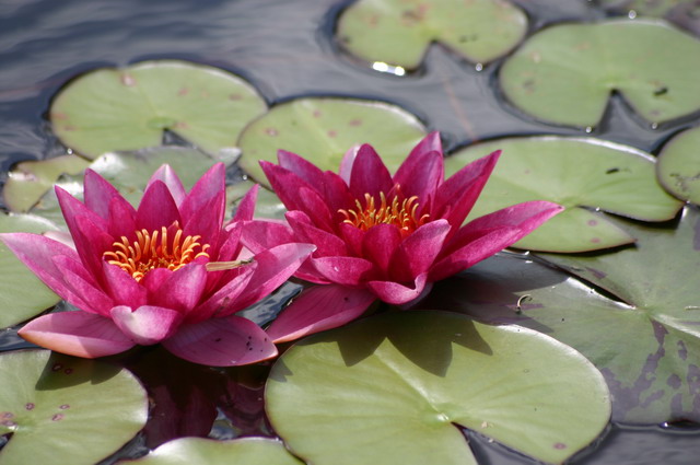 Nymphaea Escarboucle