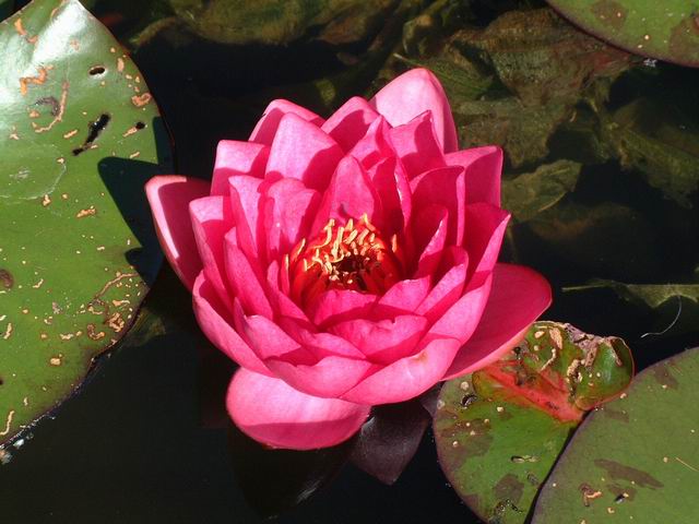 Nymphaea James Brydon