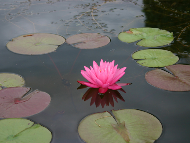 Nymphaea Rose Arey