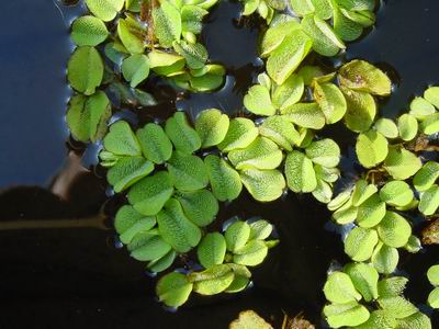 Salvinia natans