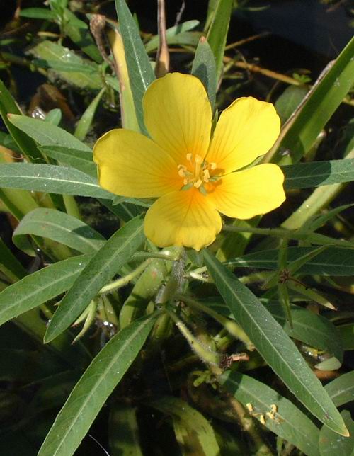 Ludwigia palustris