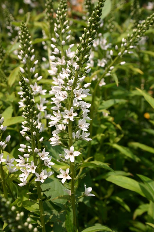 Lysimachia barystachys