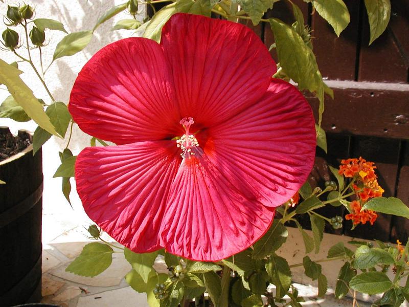 Hibiscus moscheutos