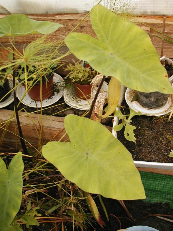 Colocasia esculenta