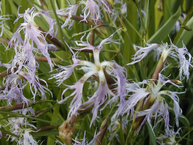 Dianthus superbus