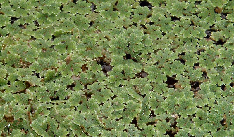 Azolla filiculoides- syn.Azolla caroliniana