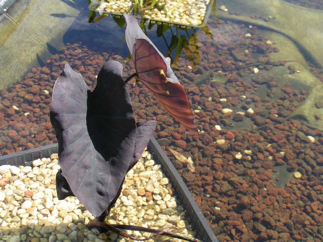 Colocasia Rubra 