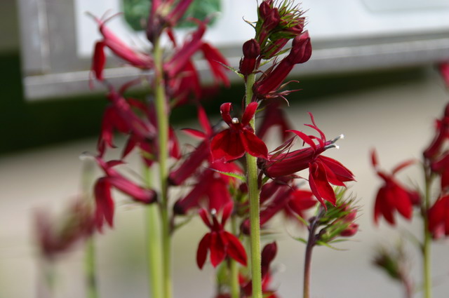 Lobelia Cinnabar rouge