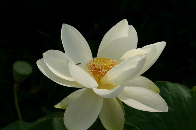 Nelumbo lutea