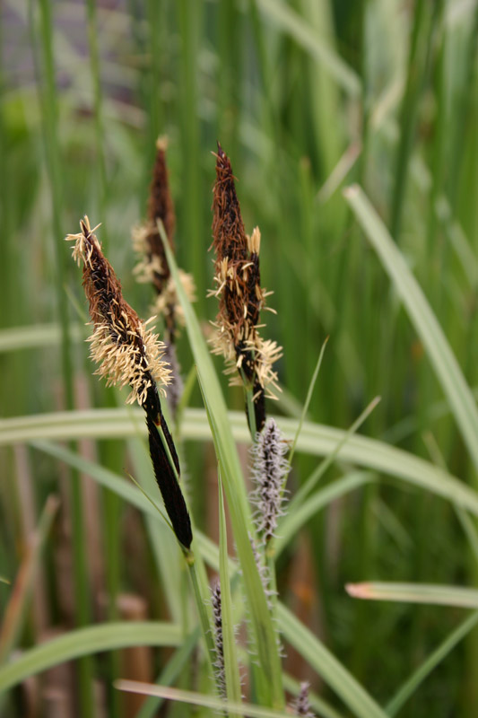 Carex riparia