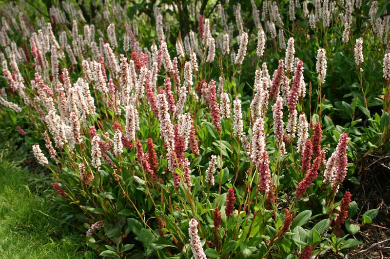 Polygonium affine