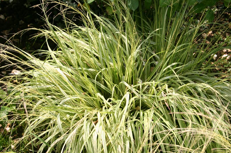 Molinia caeruela variegata