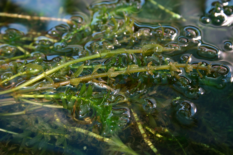 Elodea densa