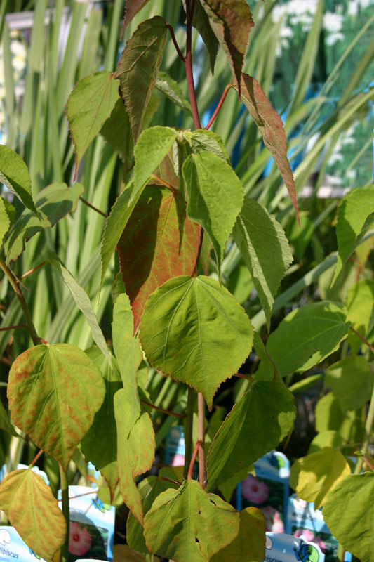 Hibiscus palustris