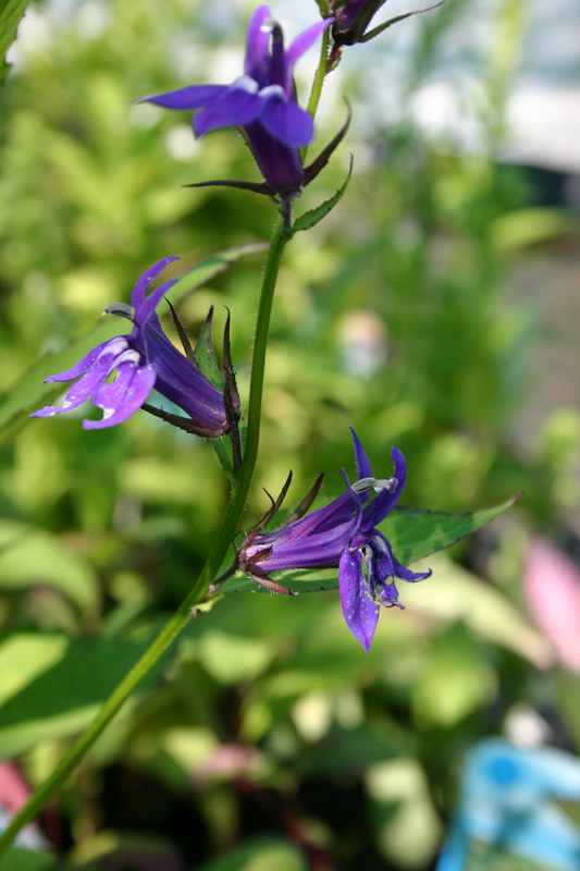 Lobelia vedrariensis