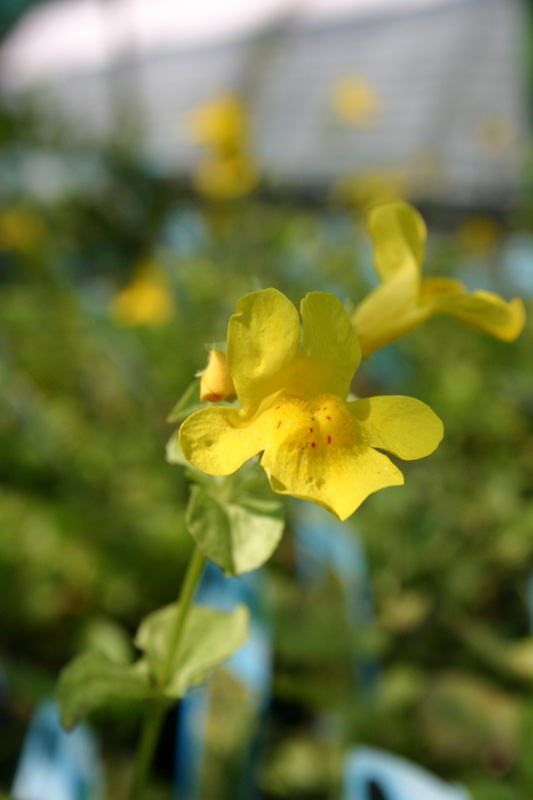 Mimulus luteus variegata