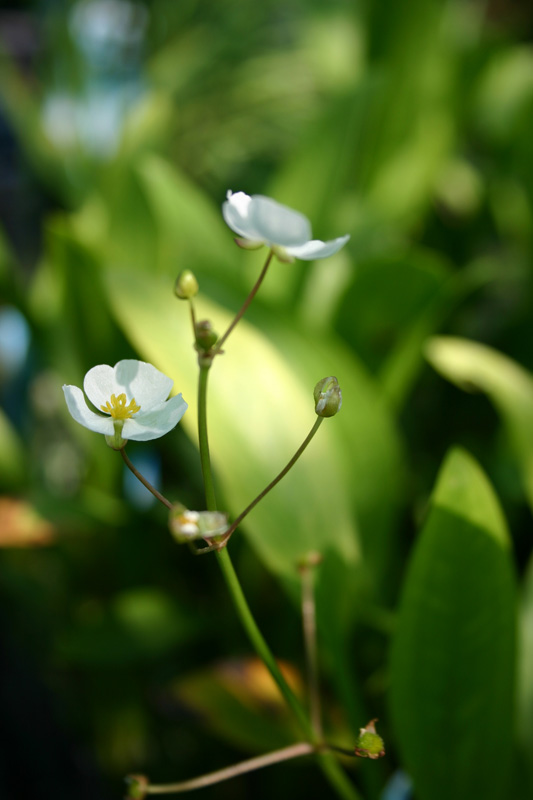 Sagittaria graminea