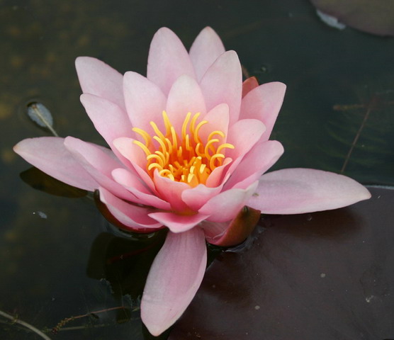 Nymphaea 