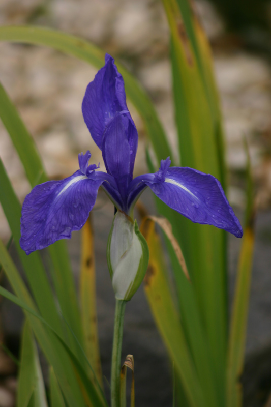 Iris ensata variegata