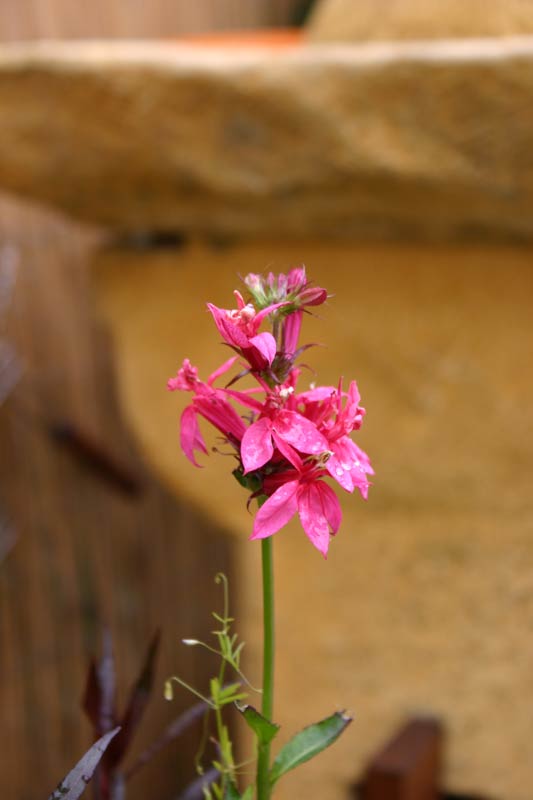 Lobelia Cinnabar rose