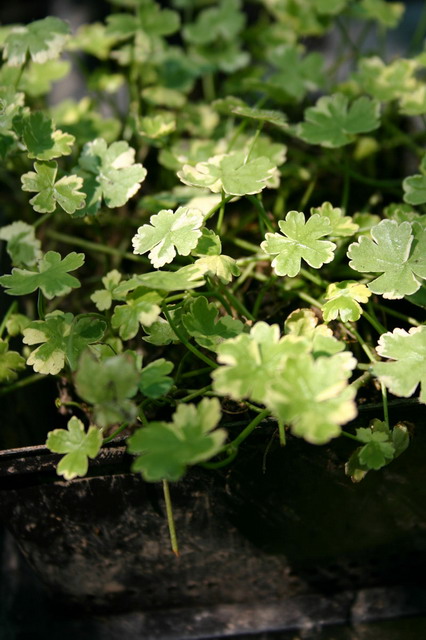 Hydrocotyle sibthorpioides Variegata