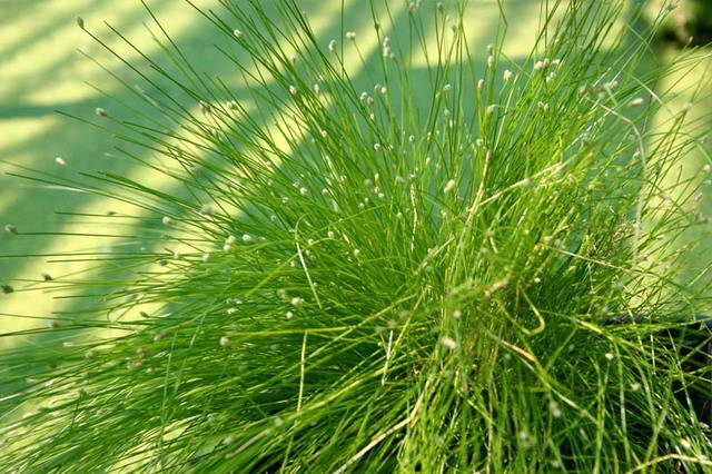 Scirpus cernuus