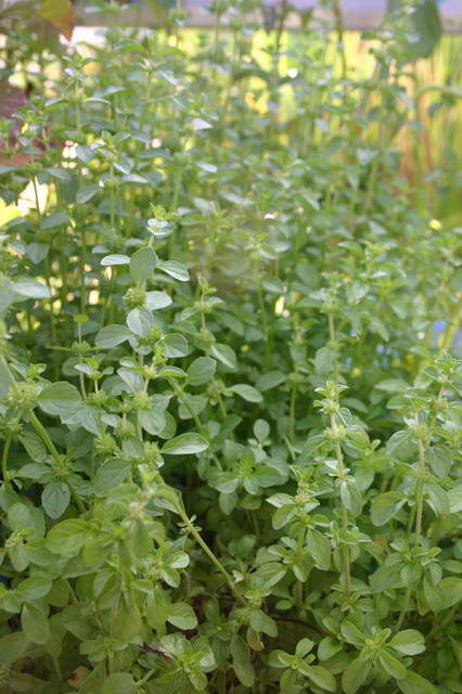 Mentha pulegium