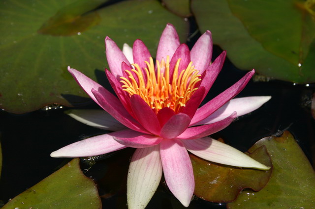 Nymphaea Newton